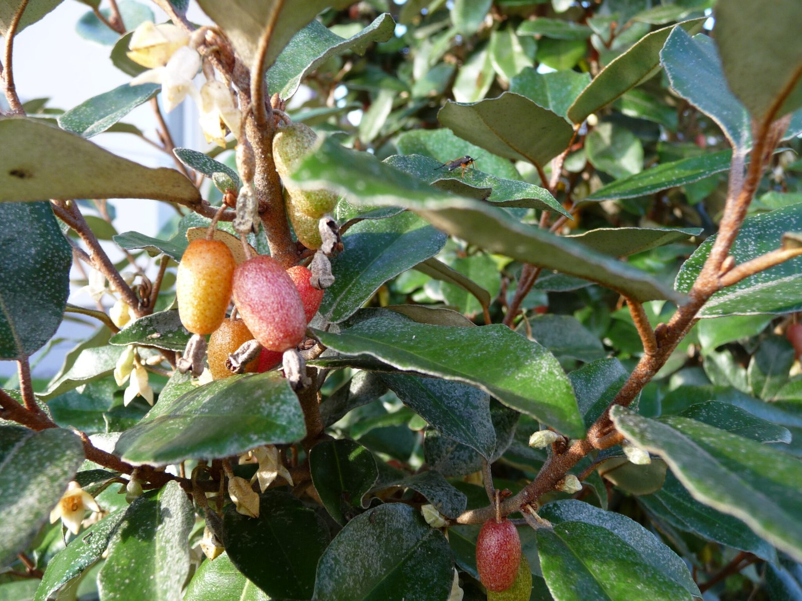 D Couvrez Les L Agnus Et Leurs Fruits Comestibles Les Olives D Automne